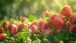 Grupa świeżo zerwanych malin leży na trawie w jasnym słońcu, prezentując soczystą czerwoną barwę i kształt każdej jagody