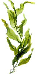 Sea Plant. Isolated Swaying Kelp Algae on White Background