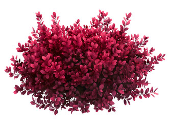 Wall Mural - burgundy shrub in the shape of an oval design isolated on transparent or white background
