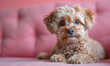 © lichichu - A dog breed poodle sleep on pink sofa ,pink background, copy space dog minimal concept banner cover wide image