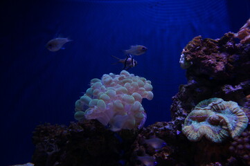 Wall Mural - Marine life in the local aquarium