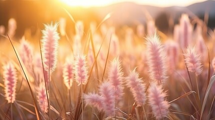 Wall Mural - Soft focus of grass flowers with sunset light, peaceful and relax natural beauty