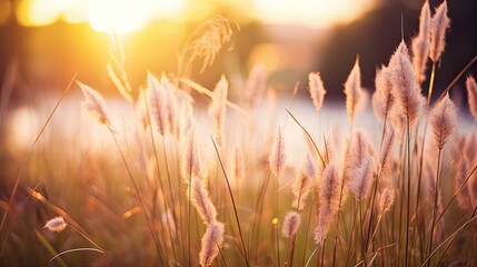 Wall Mural - Soft focus of grass flowers with sunset light, peaceful and relax natural beauty
