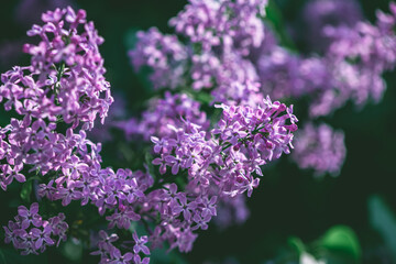 Wall Mural - Beautiful lilac lilac blooms in spring, spring, flowering