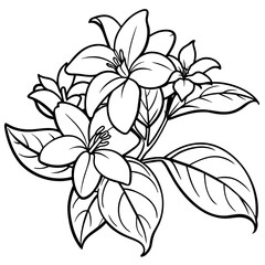 Jasmine flower outline coloring book page line art drawing vector illustration for children and adults