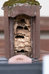 Hornets nest in a birds house