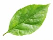 © VISUAL BACKGROUND - Single green leaf, single green leaf.