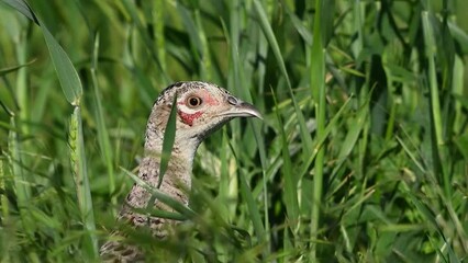 Wall Mural - Pheasant Phasianus colchicus in the wild. Close up. The bird is hiding in the grass. Slow motion. Close up. pheasant's head