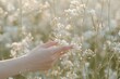 Gentle Touch of a Hand Picking White Wildflowers