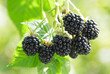 branch of fresh ripe blackberries in garden