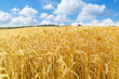 Field of wheat in sunny day.  Ripening wheat ears. Crops field. Rural landscape
