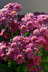 Canvas Print - Chrysanthemum 'Purple Spring' Flowers