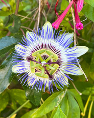 Canvas Print - Passiflora Blue Horizon Passionfruit Flower