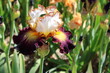 un iris multicolore