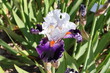bel iris blanc et violet
