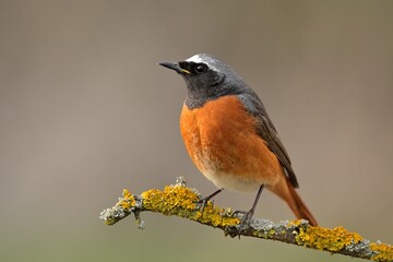 common redstart phoenicurus phoenicurus bird songbird wildlife nature predator cock o the north, bea