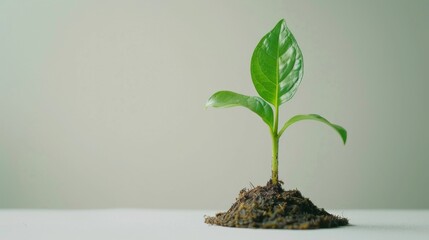 Poster - Green leaf plant growth on the coin on white background business start idea and business building to success.