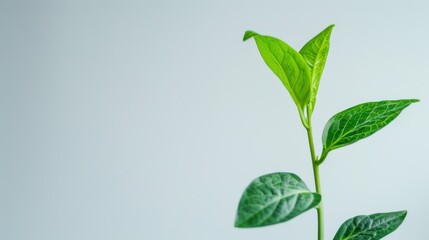 Poster - Green leaf plant growth on the coin on white background business start idea and business building to success.