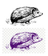 Hedgehog, sketch, engraving style. Hand drawn set, vector illustration, black outline