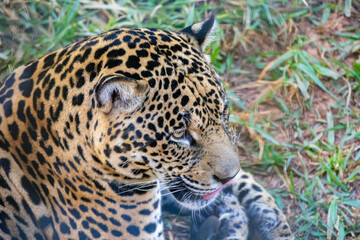 Wall Mural - South American jaguar (Panthera onca). Tropical feline 