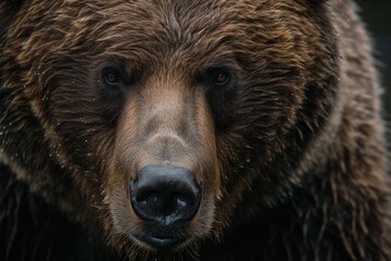 Poster - close-up wildlife photography of an intense brown bear with wet fur, showcasing its powerful stare a