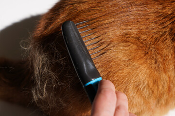 close-up of a brush combing the fur of a ginger cat. the molting season of domestic cats