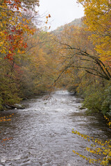 Wall Mural - River running through the Autumn woods