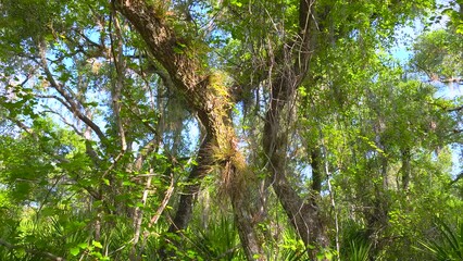 Sticker - Tropical jungles with green palm trees and wild vegetation in southern Florida. Dense rainforest ecosystem