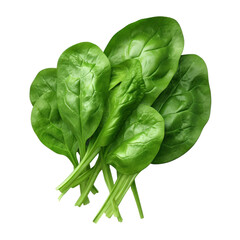 Wall Mural - Organic Fresh Green Color Spinach Leaves. Isolated on Background