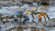 Fiddler crabs and Ghost crabs inhabit the muddy shores of beaches. Their presence adds vibrancy to these coastal ecosystems.