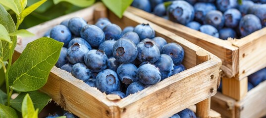 Wall Mural - Fresh blueberries in wooden baskets at farm warehouse, embracing farm to table ideals