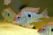 Red Head Tapajos freshwater fish - Geophagus sp.