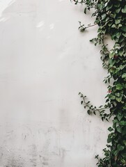 ivy on a white wall.