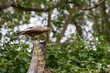 black kite bird, Milvus migrans, bird of prey raptor hunter, captivity rehabilitation conservation, Currumbin wildlife sanctuary, Gold Coast Queensland Australia
