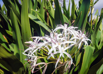 Wall Mural - Spider Lily 1, Kauai