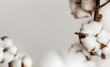 Close up of  branch with ethereal cotton bolls. Floral modern background with copy space for your text.