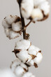 Close up of beautiful branch with cotton bolls. Floral abstract background.