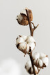 Close up of beautiful branch with cotton bolls. Floral abstract background.