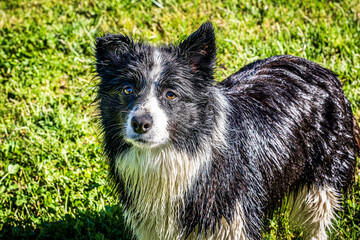 Poster - border collie dog