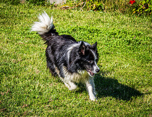 Poster - border collie dog