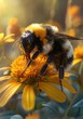 Morning Delight Bumblebee Interaction with a Vibrant Daisy in a Serene Garden Habitat