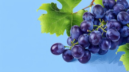 Wall Mural - A blue background with a bunch of grapes Illustration