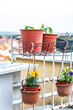 Herb care tips, sun-loving herbs thriving.