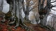 Centuries-old beech trees, Bergamo pre-Alps, Italian landscape