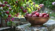Cherry plum in a copper basin on a bench in the garden