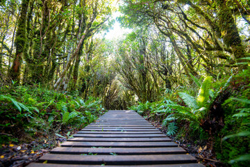 Canvas Print - Pouakai Tarns Track - New Zealand