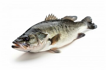 Canvas Print - Bass fish, isolated on white