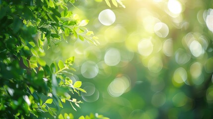 Canvas Print - Blurred green background with sunlight