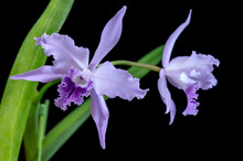Cattleya Lobata Coerulea 'Paulo Hoppe', An Orchid From Brazil. It Is Also Known As Laelia Lobata, As Cattleyas From Brazil Were Initially Classified As Laelias