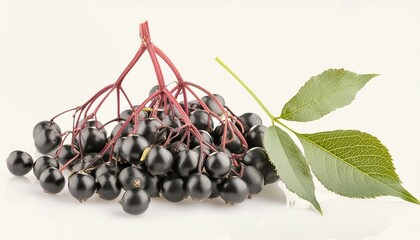Wall Mural - Elderberries with twig and leaf isolated on white background 